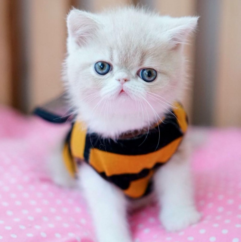 Милые котёнки