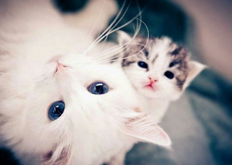 Милые котики