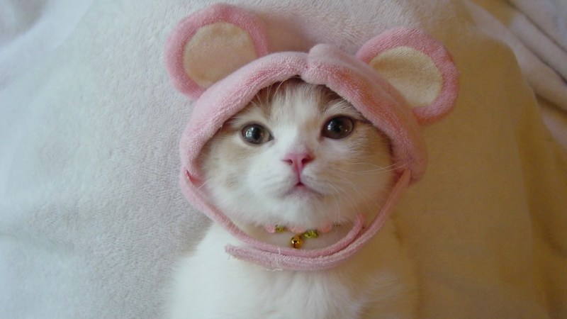 Няшные кошки