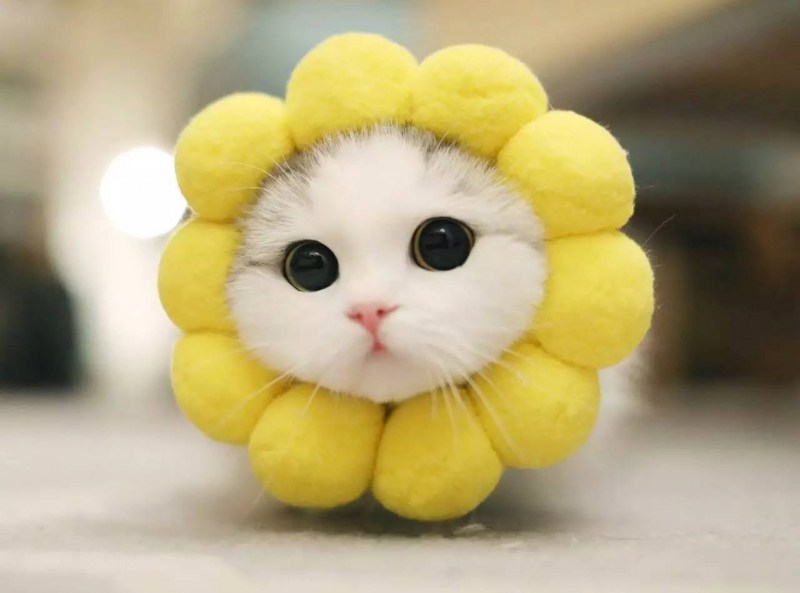 Самый милый кот на свете