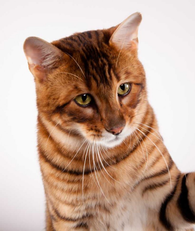Котята породы тойгер