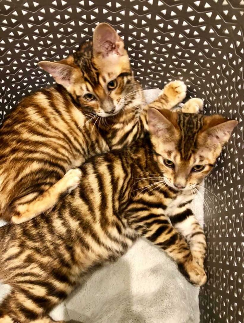 Бенгальская кошка тойгер