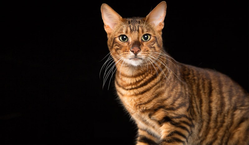 Кошка тойгер котята