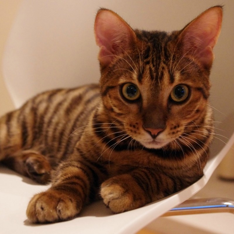 Кошка тойгер котята