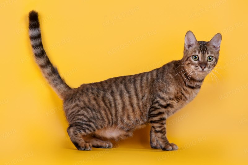 Кот тойгер