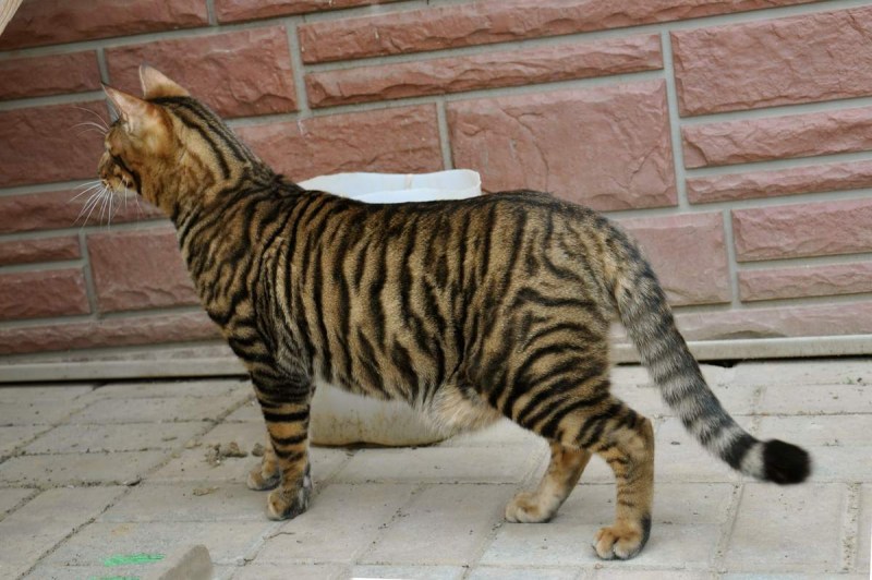Тойгер кошка серая