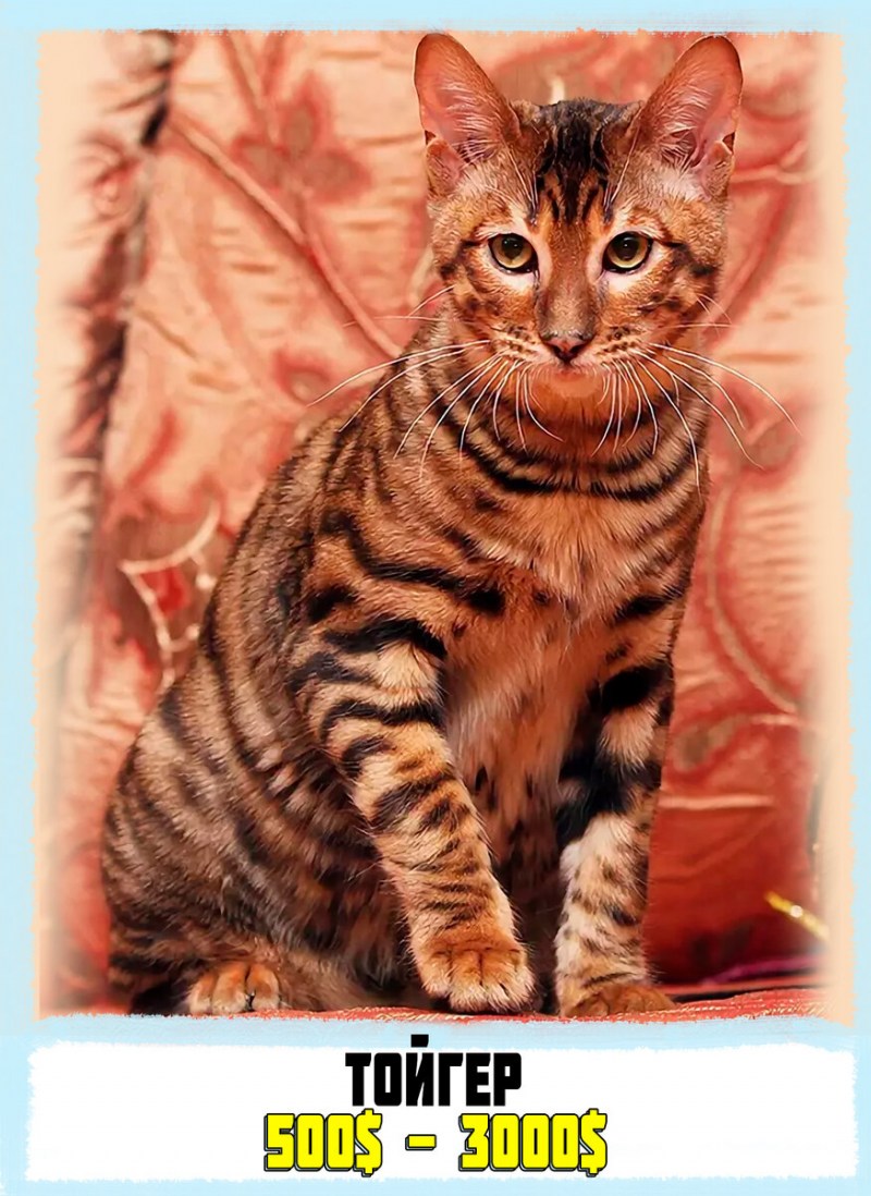 Кошка породы бенгал