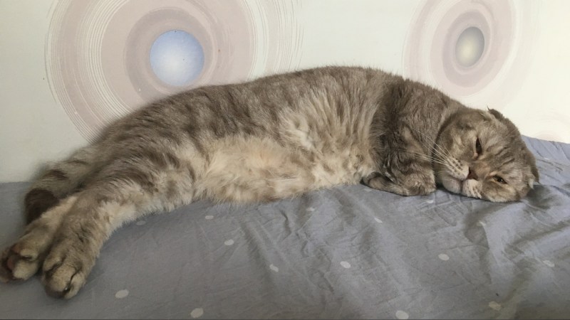 Котенок сибирской породы 2 месяца