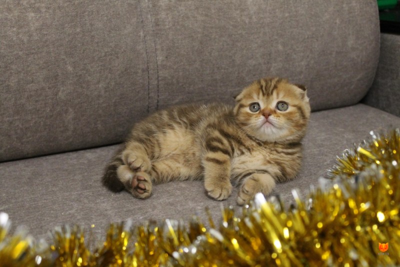 Котята тигрята Шотландские