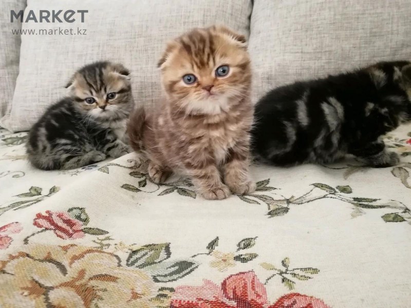Вислоухие котята Мейн куна