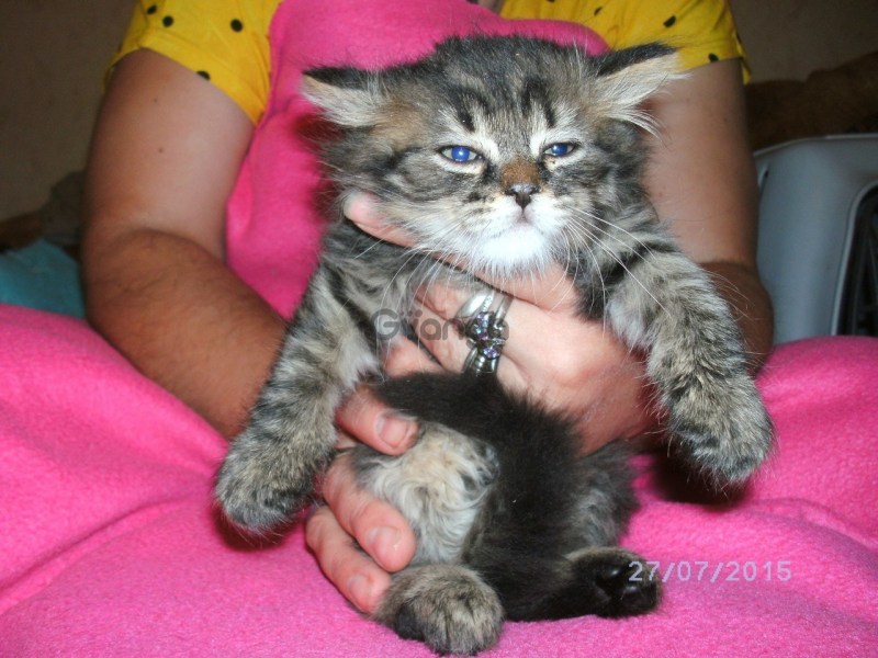 Котята помесь Мейн куна и шотландский вислоухая