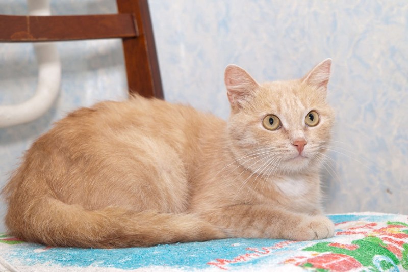 Породы кошек бежевого окраса - картинки и фото koshka.top