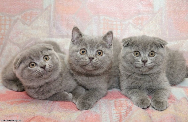 Скоттиш фолд британец вислоухий