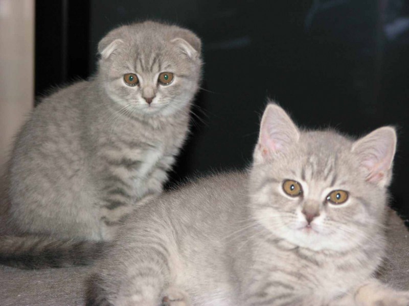 Британский вислоухий кот