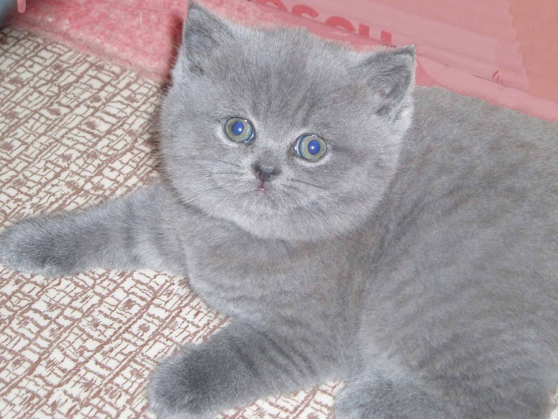 Шотландские вислоухие коты