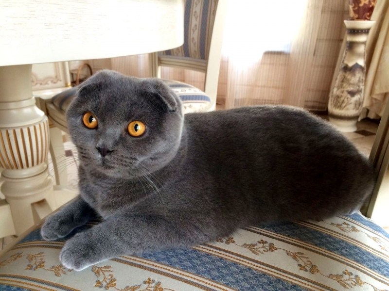 Вислоухие котята шотландцы