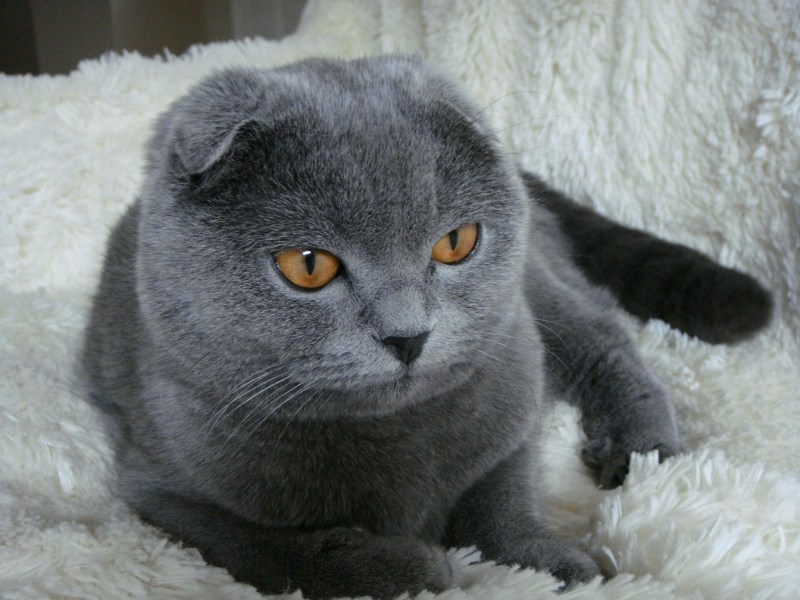 Скоттиш фолд котята