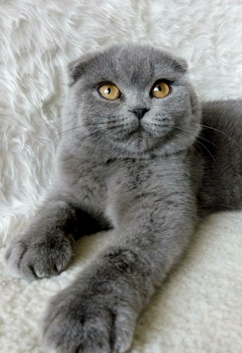 Шотландские вислоухие котята