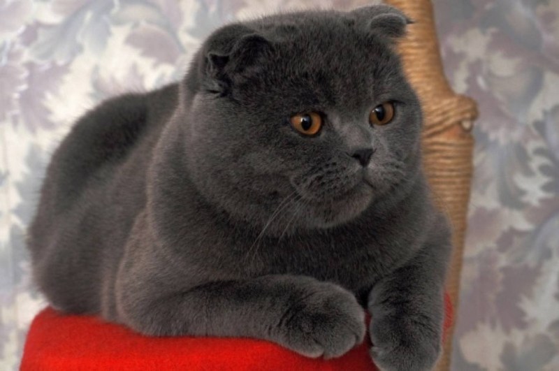 Шотландская вислоухая кошка