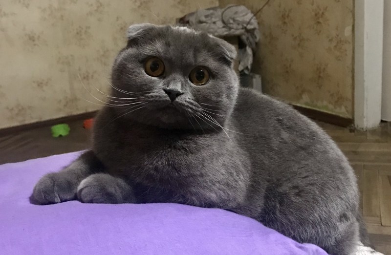 Шотландский вислоухий кот серый