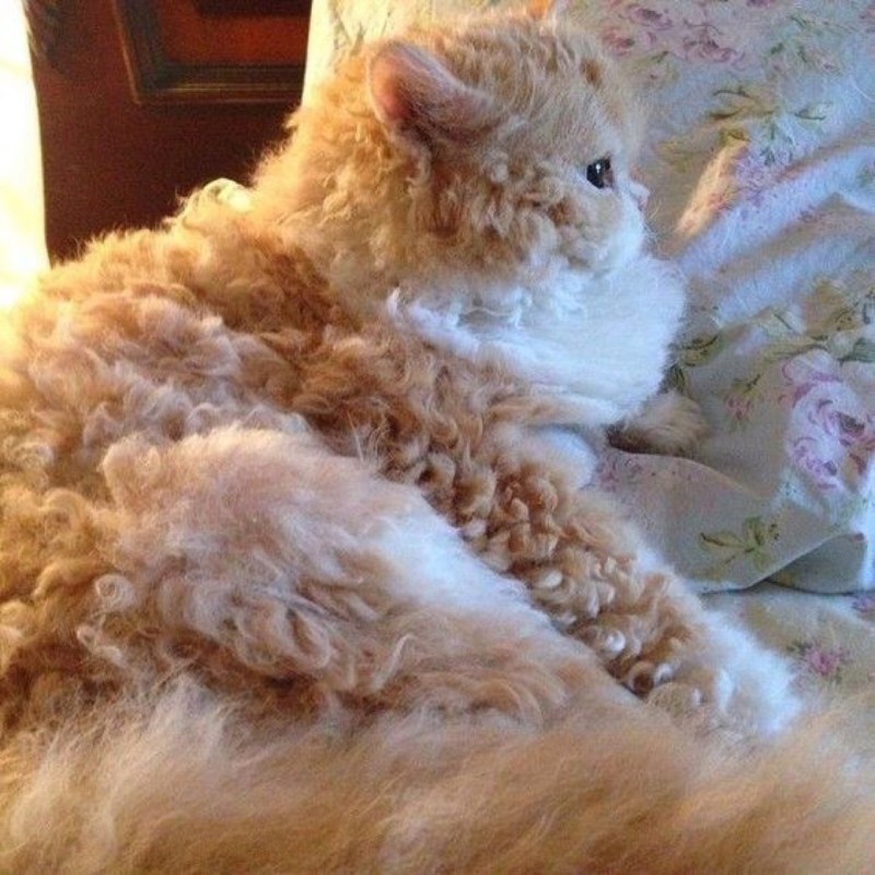 Кошка Овечка Селкирк рекс