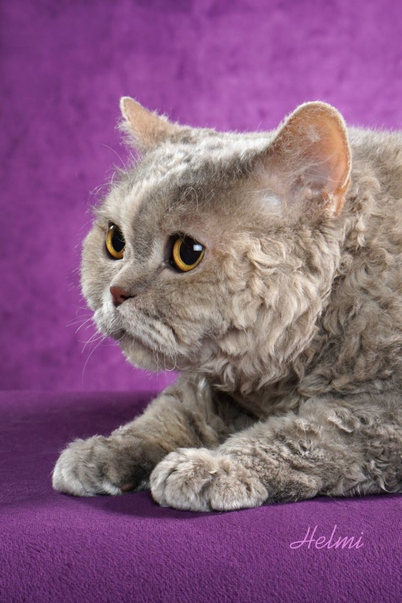 Коты Селкирк рекс