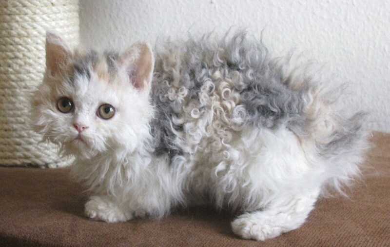 Лаперм кошка