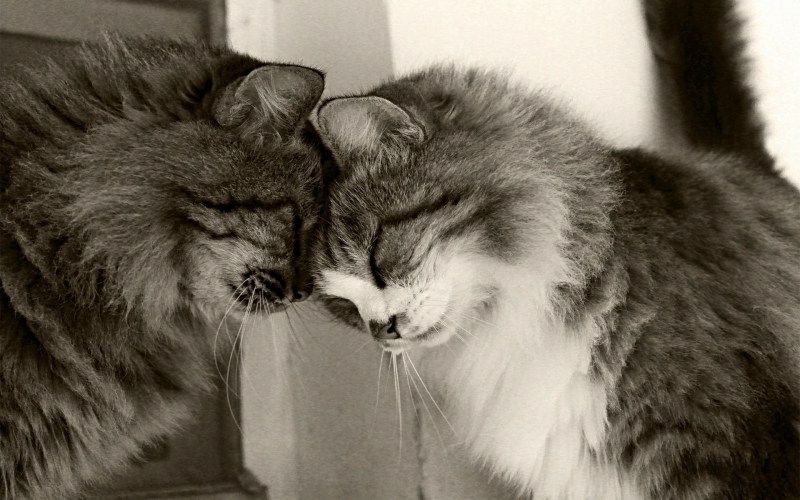 Кошки любовь