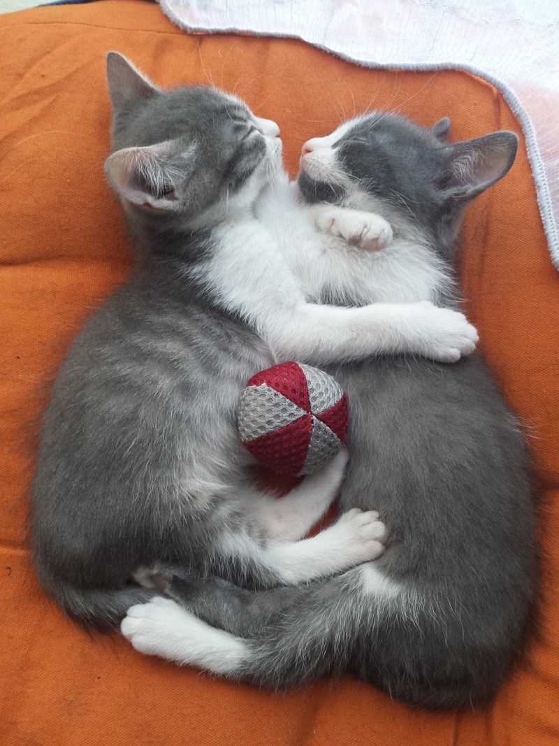 Котята любовь