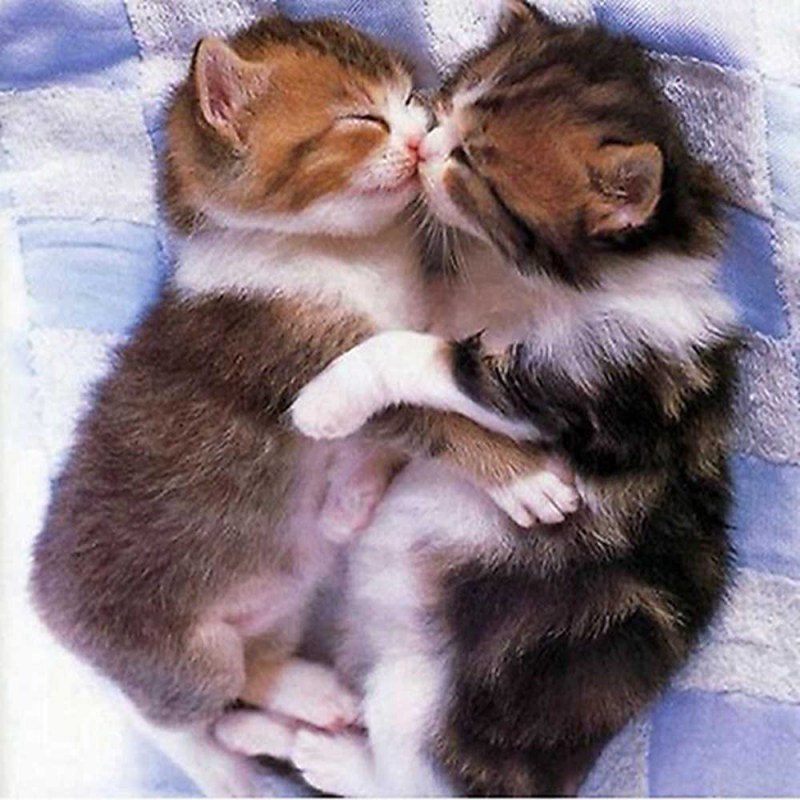 Котики обнимаются