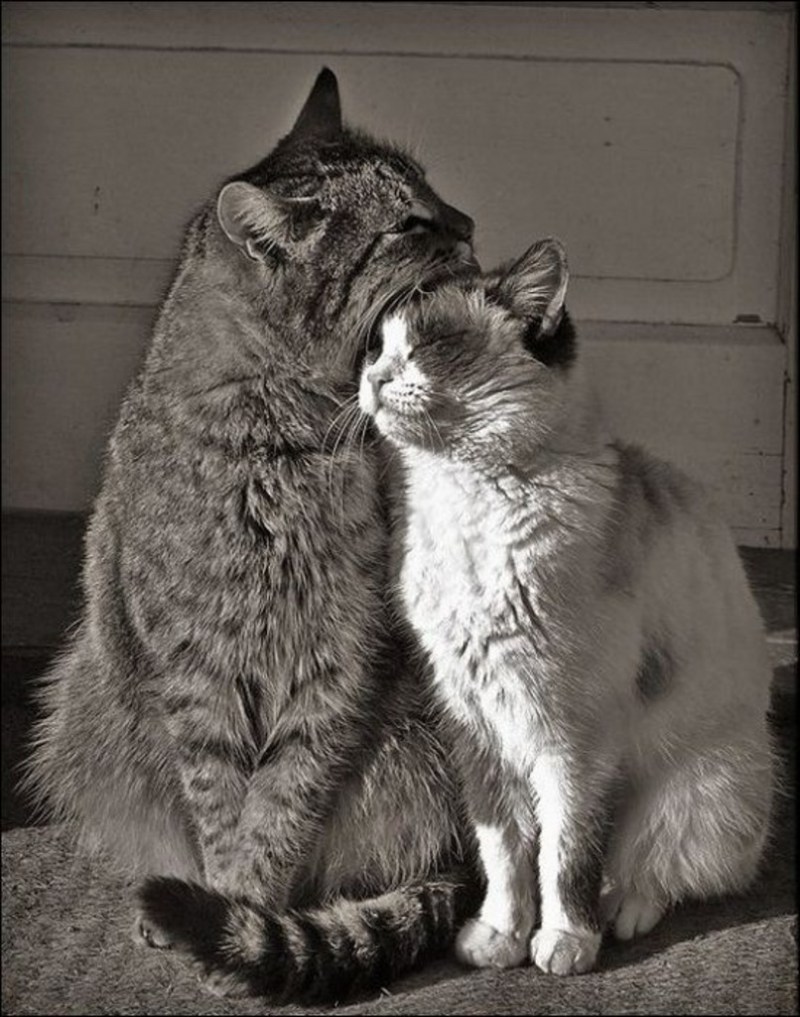 Кошки любовь