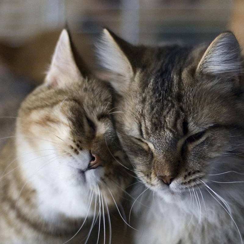 Кошки целуются
