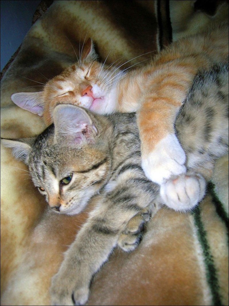 Котики обнимаются