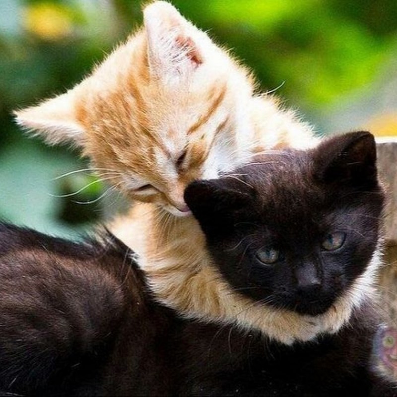 Рыжий и черный кот