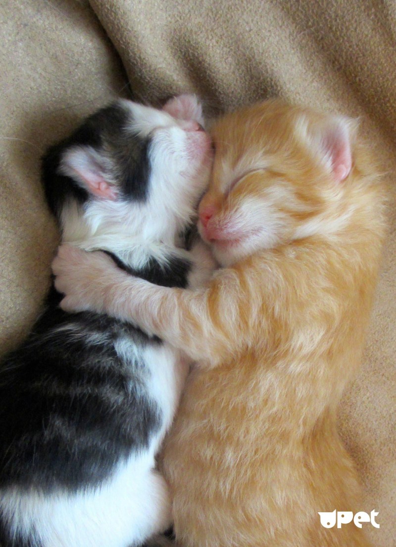 Котенок обнимает