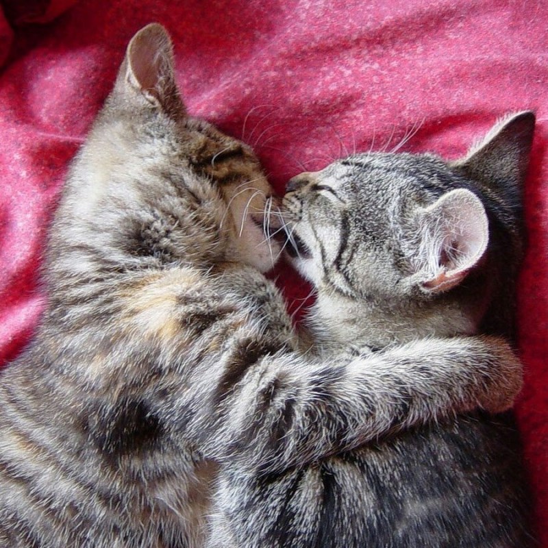 Котики любовь