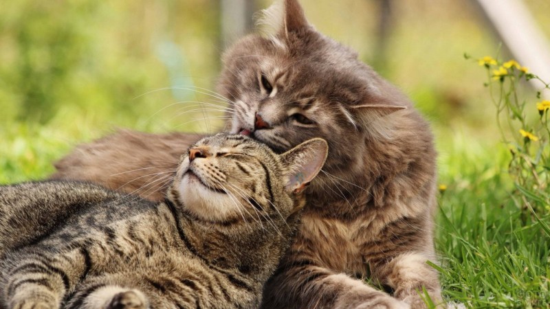 Кот и кошка любовь