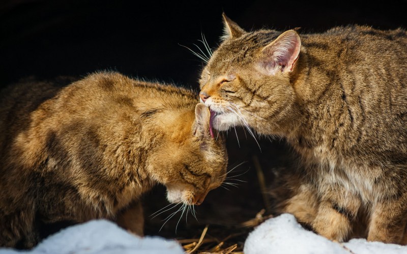 Ласковая кошка