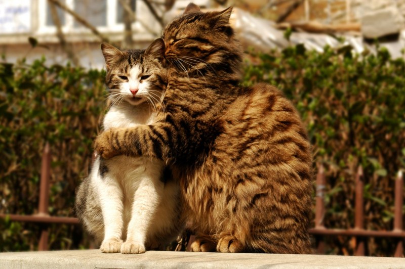 Влюбленный кот