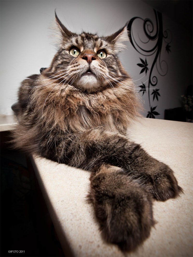 Коты Мейн кун