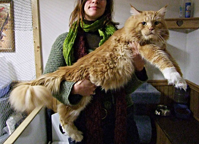 Гигантский кот Мейн кун