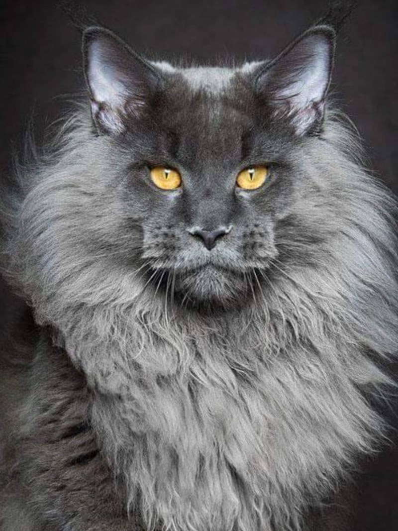 Кот Мейн кун белый с человеком