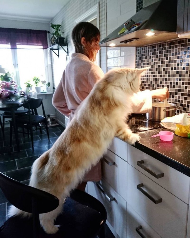 Коты Мейн кун гигантские