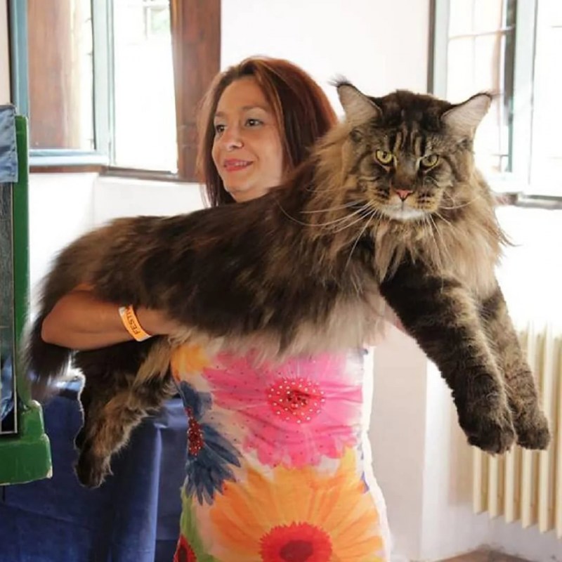 Большой кот Мейн кун