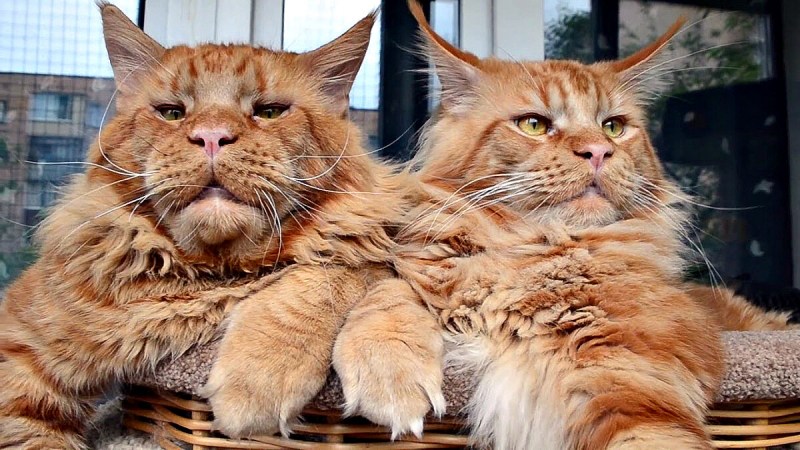 Гигантский кот Мейн кун