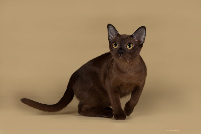 Сиамская кошка Бурманская кошка