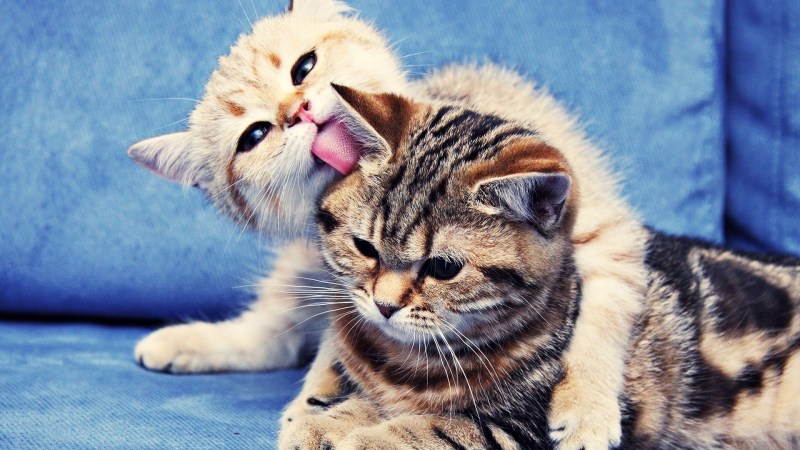 Котики любовь