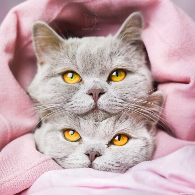 Любимые котики