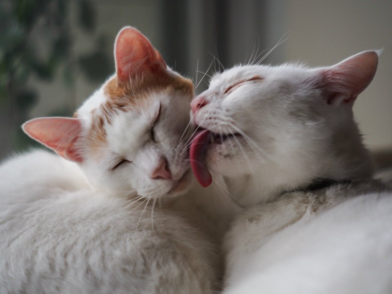 Нежный котик