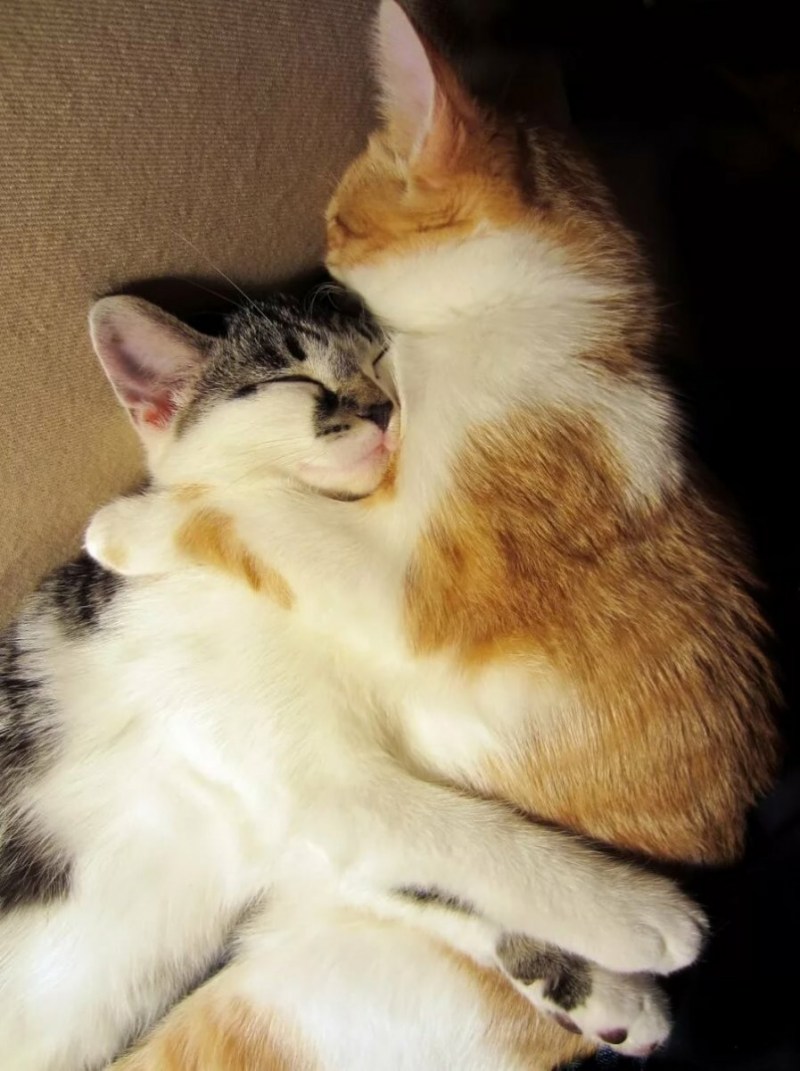 Кошки любовь